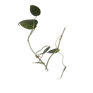 A Practical Gift: Heart & Monstera Peru with Chain - Limited Time Offer